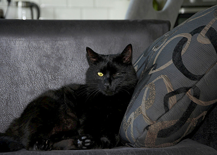 Find a Paw-some Cat Sitter In and Around Beeston, Beeston Hill, Cottingley, Holbeck, Armley, Farnley, New Farnley, Wortley, Churwell, Gildersome or Morley.