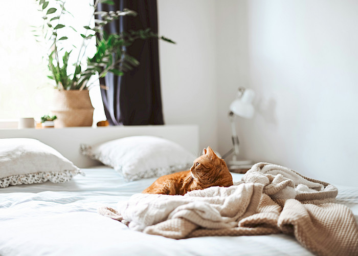 Searching for a Professional Cat Sitter in and Around Waltham Cross, Cheshunt or Broxbourne?