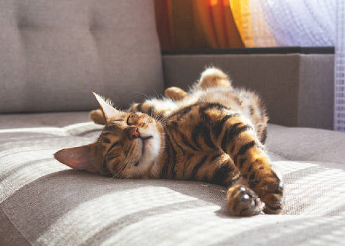 Why Indoor Cats Still Need Flea Protection