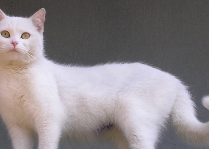 The Cat Butler’s Premier Cat Sitting Launches in Twickenham