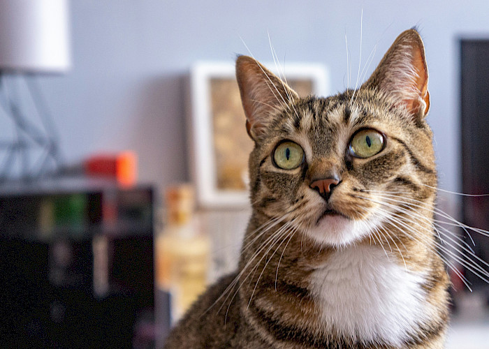 Find Your Purr-fect Cat Sitter In and Around Northwich and South Warrington