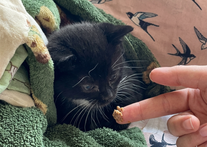 Rescue Mission: The Cat Butler Welwyn & Hatfield Rescues Stray Kitten