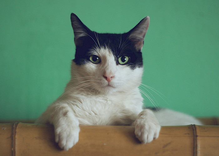 Find Your Purr-fect Cat Sitter In and Around North Bristol