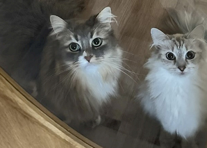 The Cat Butler Enfield Supports Local RSPCA & Welcomes a New Family Member