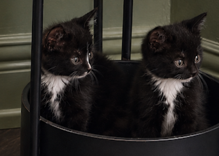 Two Decades of Fostering: The Heart Behind The Cat Butler Doncaster