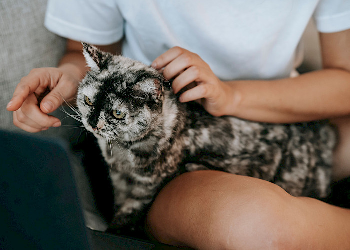 Building a Scalable Cat Sitting Business with The Cat Butler®