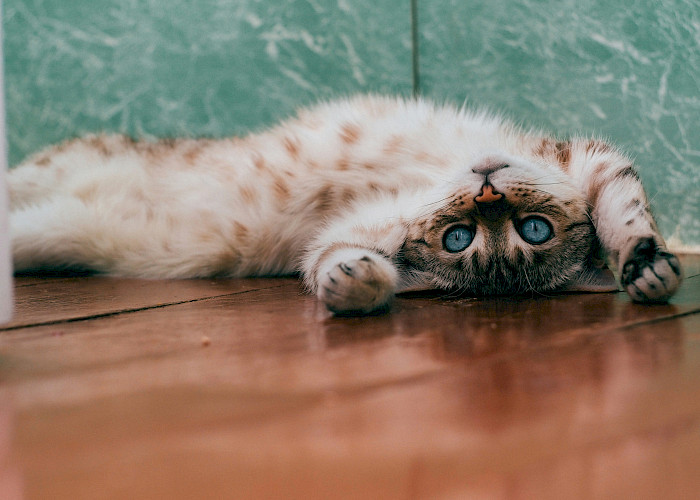 Cat Butlers in Northwich & Knutsford