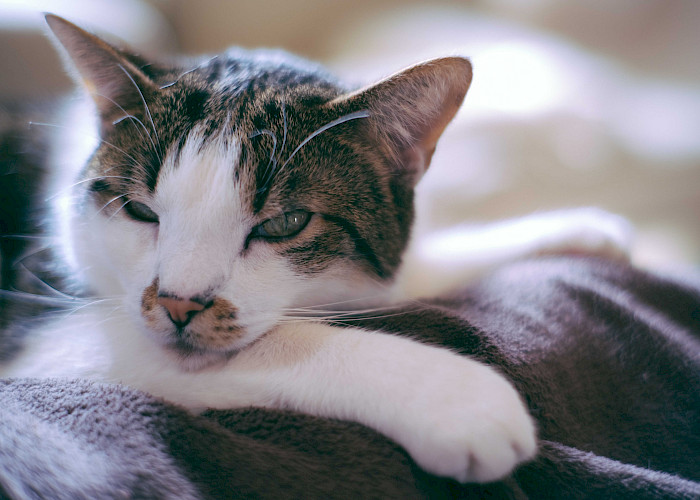 How to Keep Your Cat Calm During Fireworks
