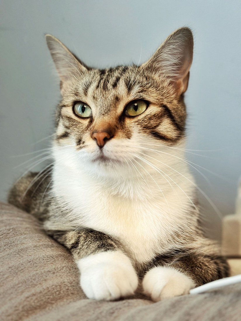 Green-eyed tabby cat lying on a soft surface indoors