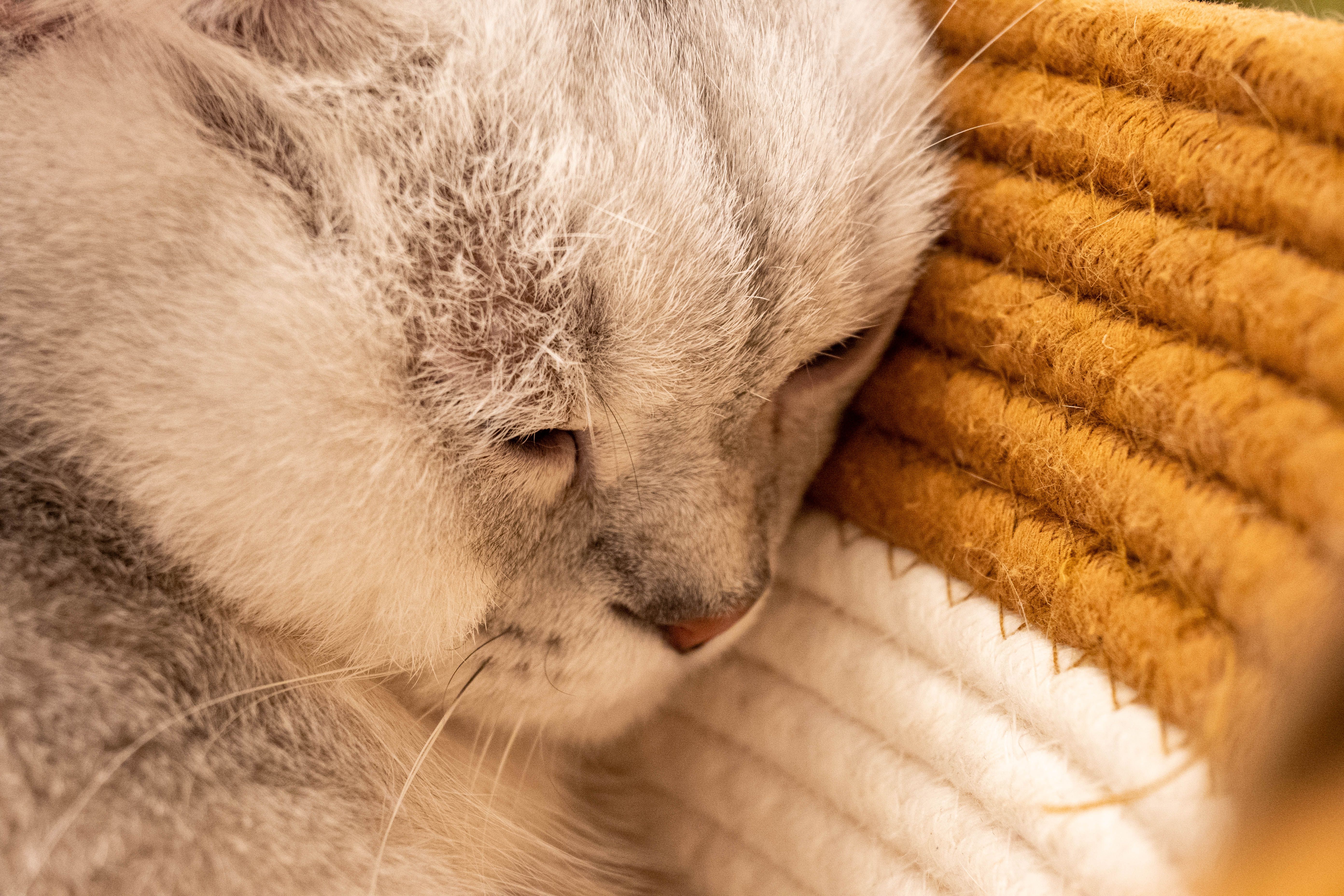 Cat sleeping on a soft textured blanket