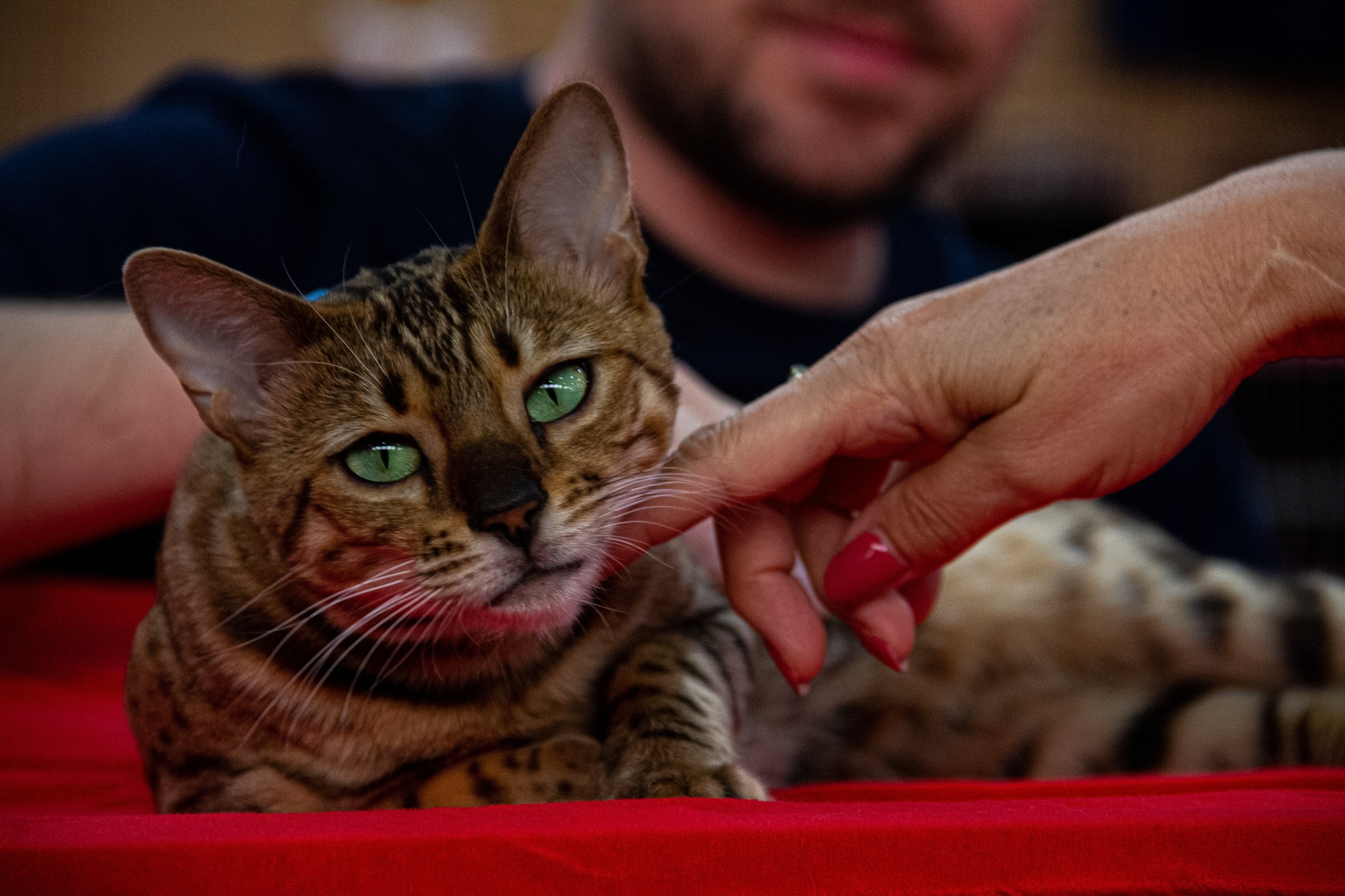 Green-eyed Bengal cat being gently stroked