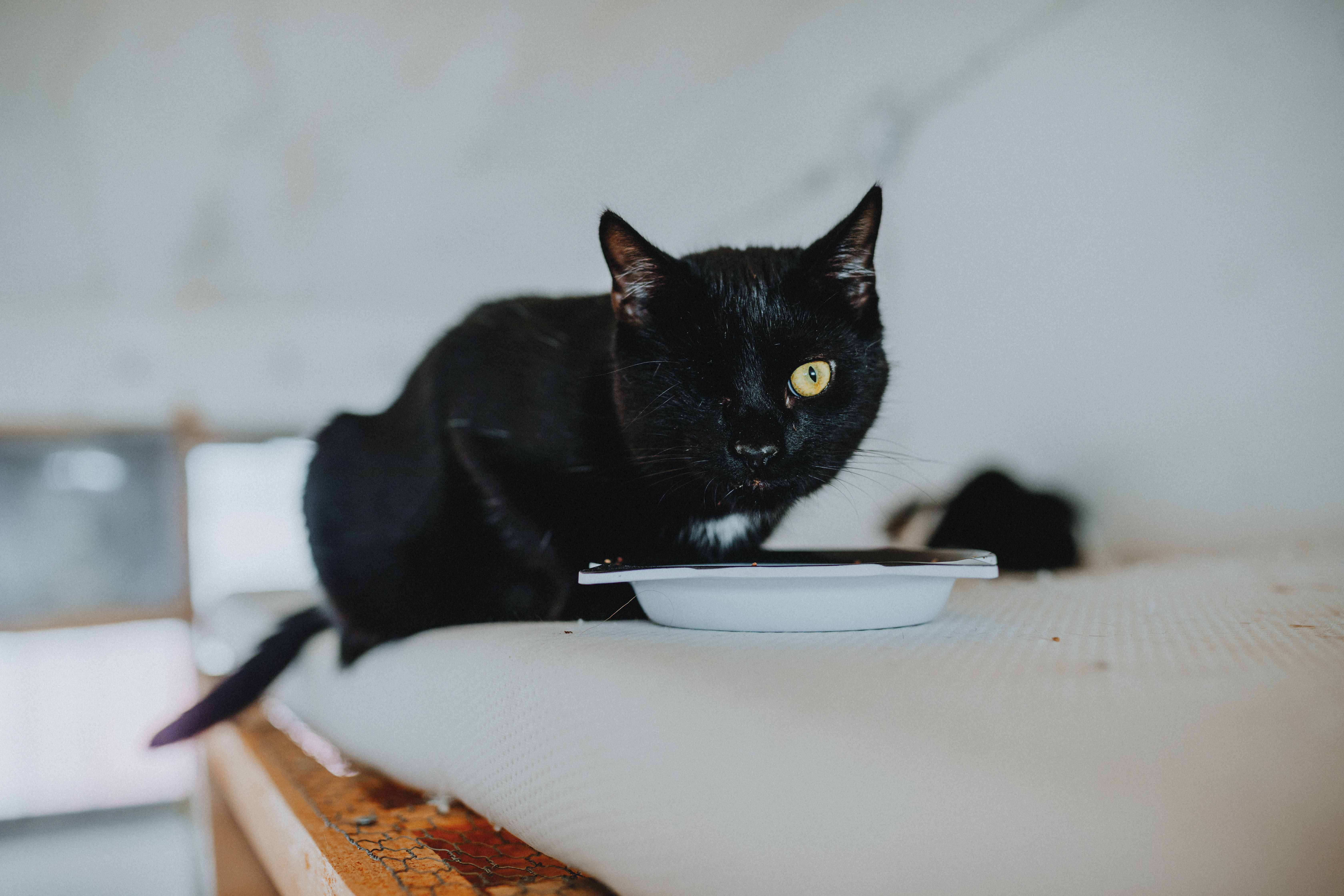 Black cat eating from a food bowl indoors